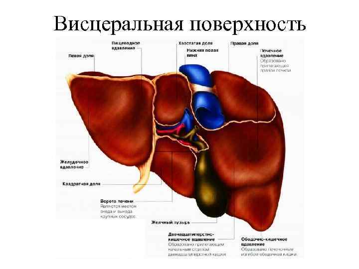 Висцеральная поверхность 
