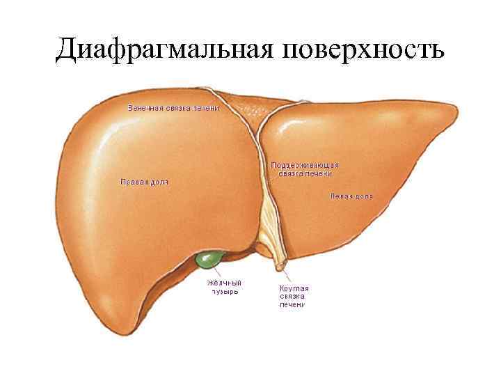 Диафрагмальная поверхность 