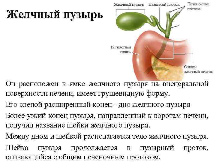Желчный пузырь Он расположен в ямке желчного пузыря на висцеральной поверхности печени, имеет грушевидную