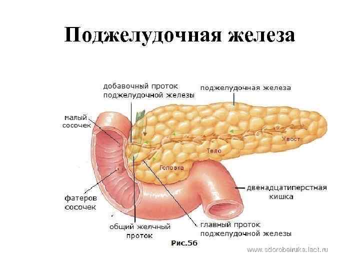 Поджелудочная железа 