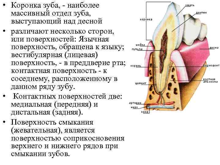 Особенности строения полости