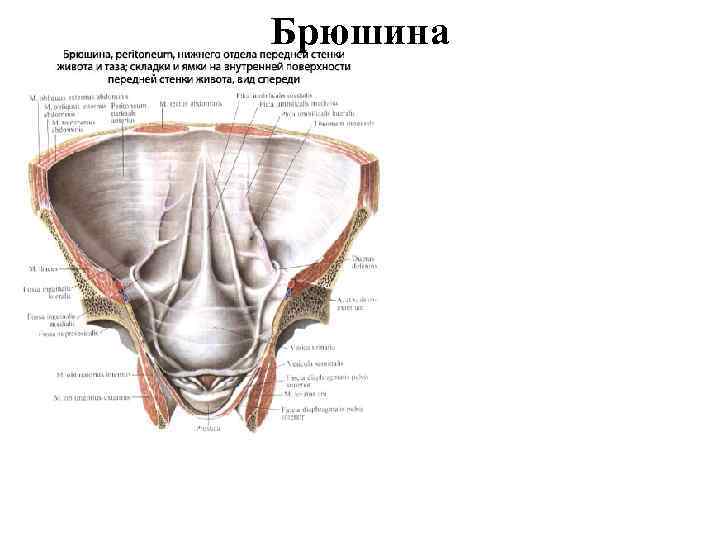 Брюшина 