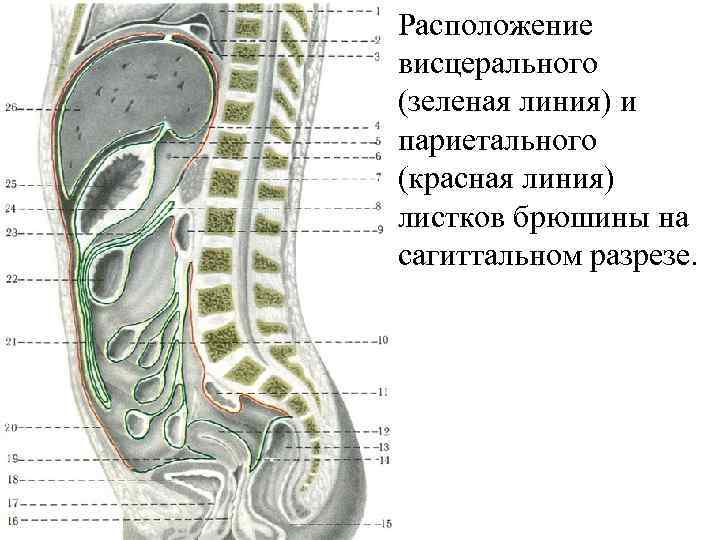 Расположение висцерального (зеленая линия) и париетального (красная линия) листков брюшины на сагиттальном разрезе. 