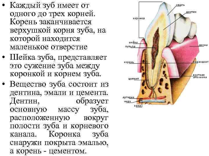 • Каждый зуб имеет от одного до трех корней. Корень заканчивается верхушкой корня