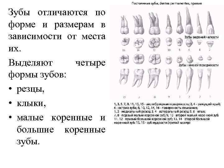 Зубы отличаются по форме и размерам в зависимости от места их. Выделяют четыре формы