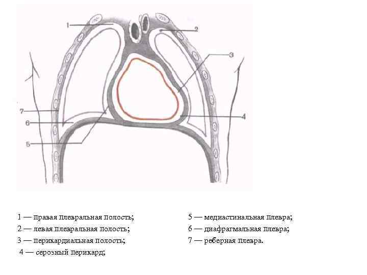 1 — правая плевральная полость; 2 — левая плевральная полость; 3 — перикардиальная полость;