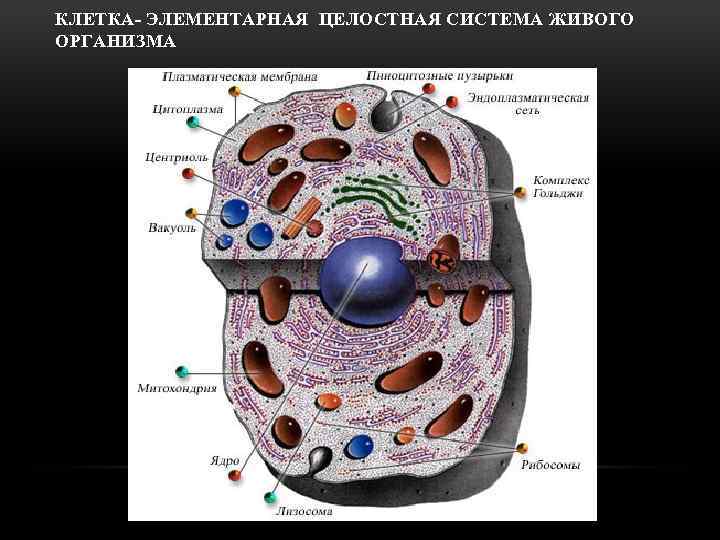 КЛЕТКА- ЭЛЕМЕНТАРНАЯ ЦЕЛОСТНАЯ СИСТЕМА ЖИВОГО ОРГАНИЗМА 