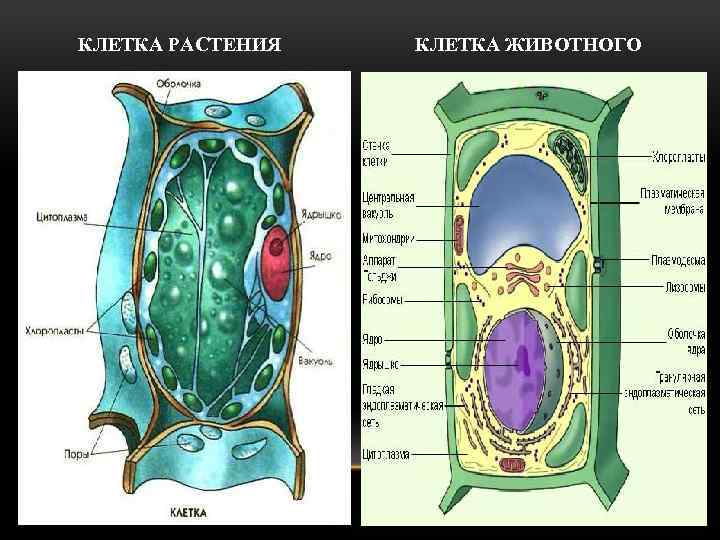 КЛЕТКА РАСТЕНИЯ КЛЕТКА ЖИВОТНОГО 