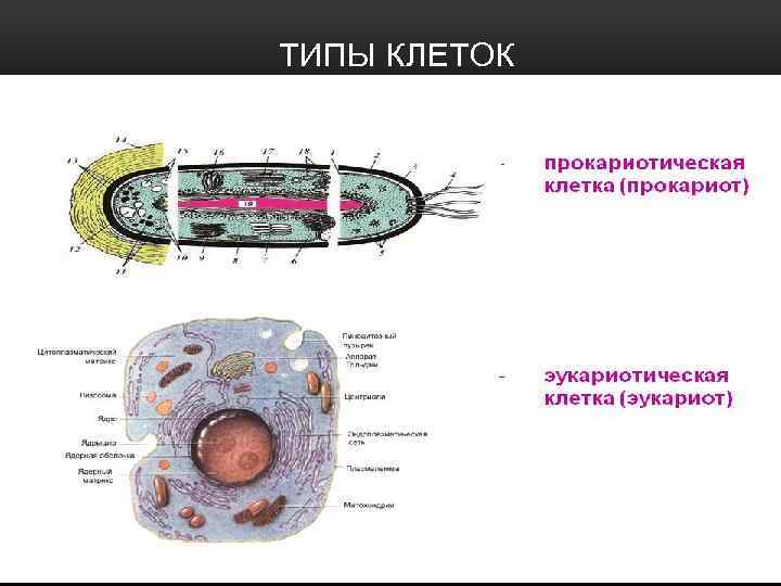 ТИПЫ КЛЕТОК 