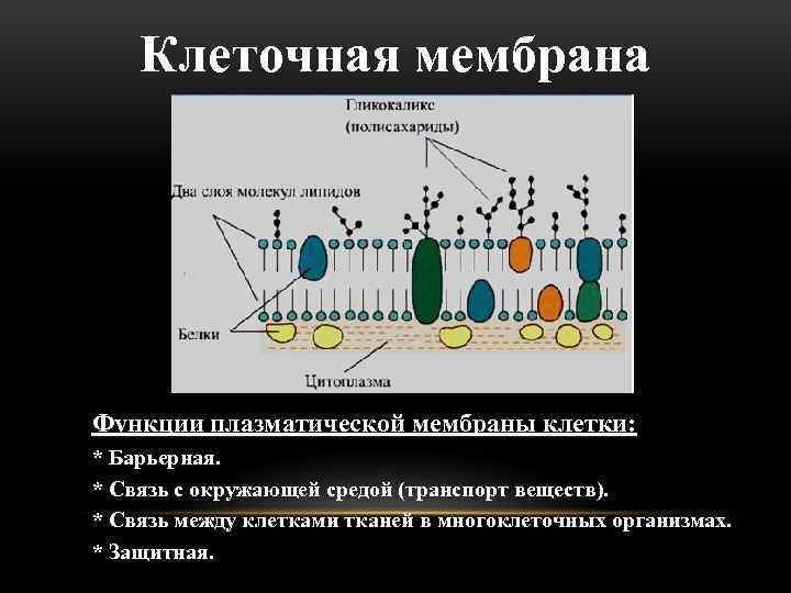 Клеточная мембрана Функции плазматической мембраны клетки: * Барьерная. * Связь с окружающей средой (транспорт