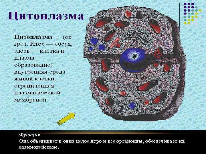 Функция Она объединяет в одно целое ядро и все органоиды, обеспечивает их взаимодействие. 