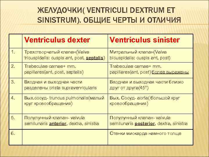 ЖЕЛУДОЧКИ( VENTRICULI DEXTRUM ET SINISTRUM). ОБЩИЕ ЧЕРТЫ И ОТЛИЧИЯ Ventriculus dexter Ventriculus sinister 1.