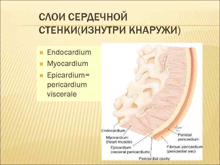 СЛОИ СЕРДЕЧНОЙ СТЕНКИ(ИЗНУТРИ КНАРУЖИ) Endocardium Myocardium Epicardium= pericardium viscerale 