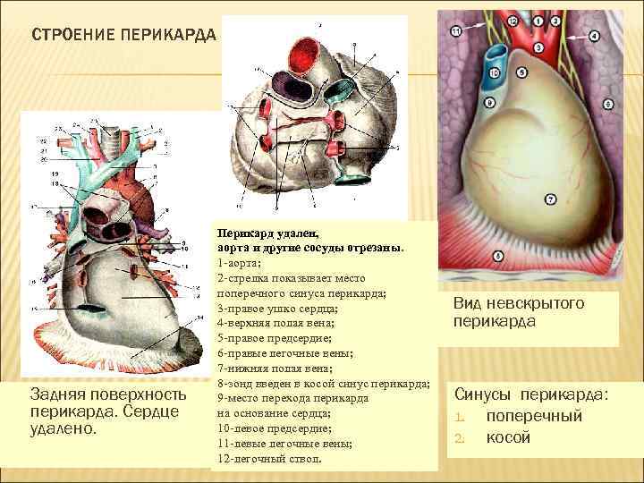 СТРОЕНИЕ ПЕРИКАРДА Задняя поверхность перикарда. Сердце удалено. Перикард удален, аорта и другие сосуды отрезаны.