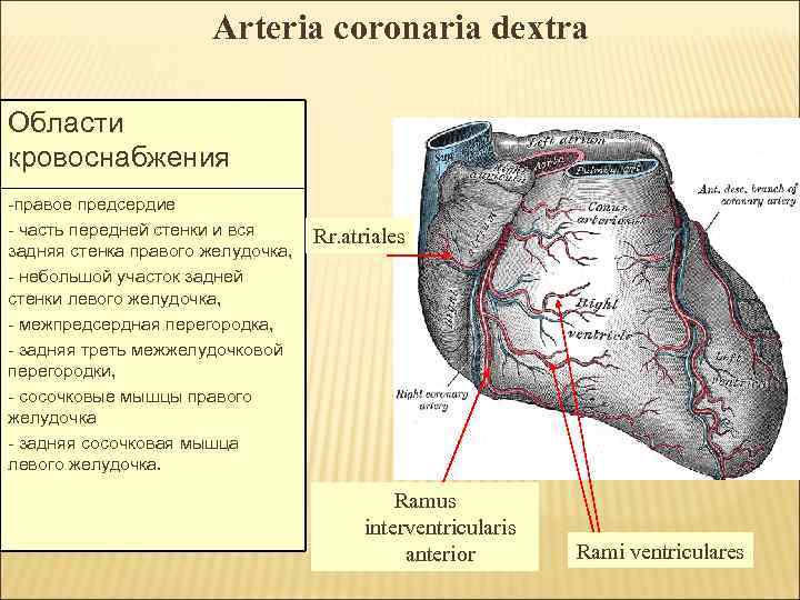 Arteria coronaria dextra Области кровоснабжения -правое предсердие - часть передней стенки и вся задняя