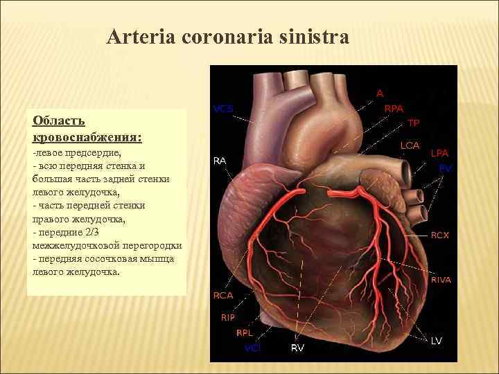 Arteria coronaria sinistra Область кровоснабжения: -левое предсердие, - всю передняя стенка и большая часть
