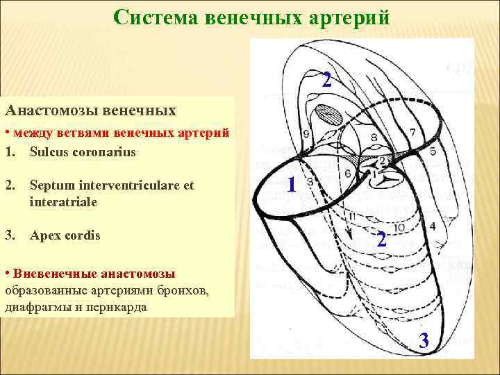 Система венечных артерий 2 Анастомозы венечных артерий • между ветвями венечных артерий 1. Sulcus