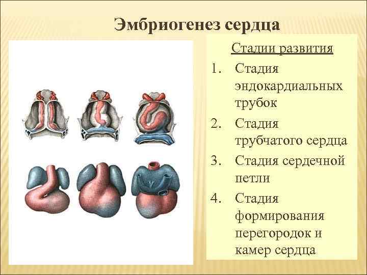 Эмбриогенез сердца 1. 2. 3. 4. Стадии развития Стадия эндокардиальных трубок Стадия трубчатого сердца