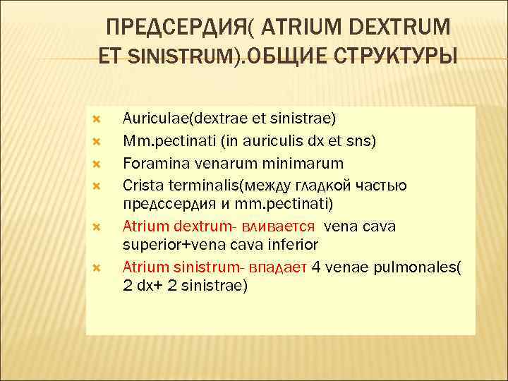 ПРЕДСЕРДИЯ( ATRIUM DEXTRUM ET SINISTRUM). ОБЩИЕ СТРУКТУРЫ Auriculae(dextrae et sinistrae) Mm. pectinati (in auriculis