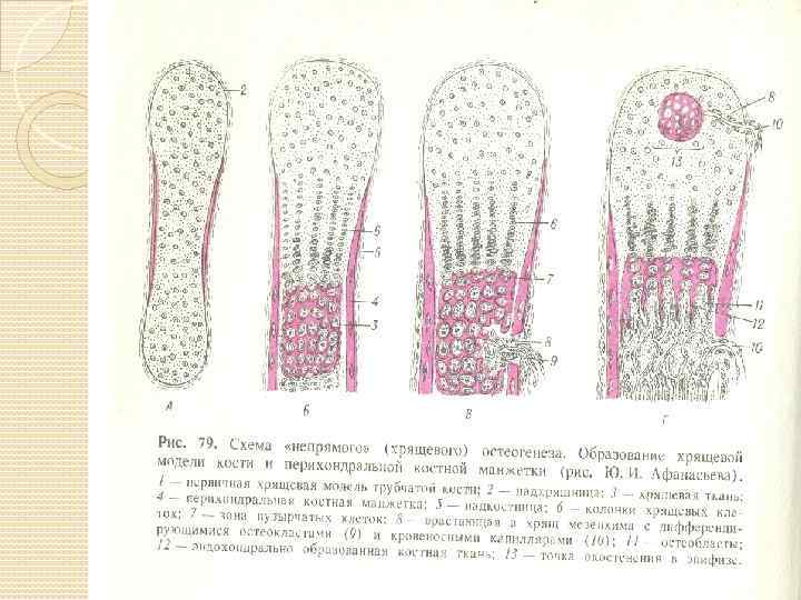 Гистогенез клеток костной ткани схема