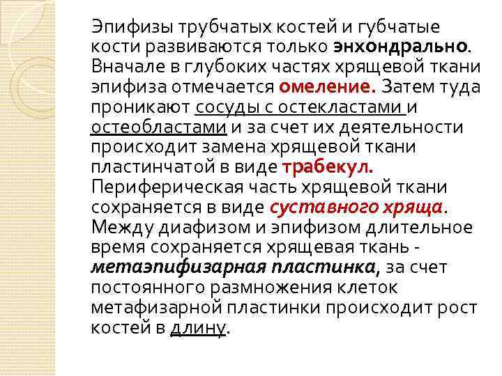Эпифизы трубчатых костей и губчатые кости развиваются только энхондрально. Вначале в глубоких частях хрящевой