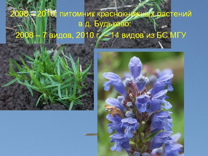 2008 – 2010: питомник краснокнижных растений в д. Будьково: 2008 – 7 видов, 2010