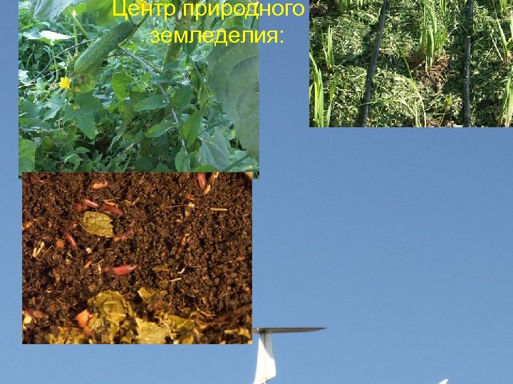Центр природного земледелия: 