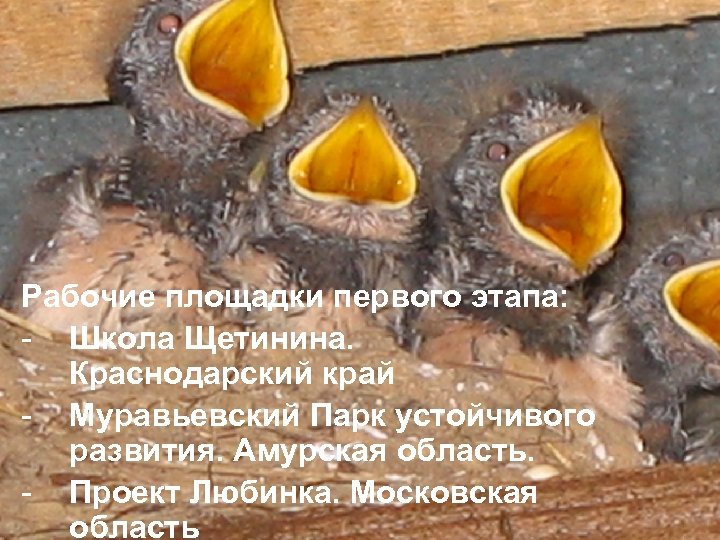 Рабочие площадки первого этапа: - Школа Щетинина. Краснодарский край - Муравьевский Парк устойчивого развития.