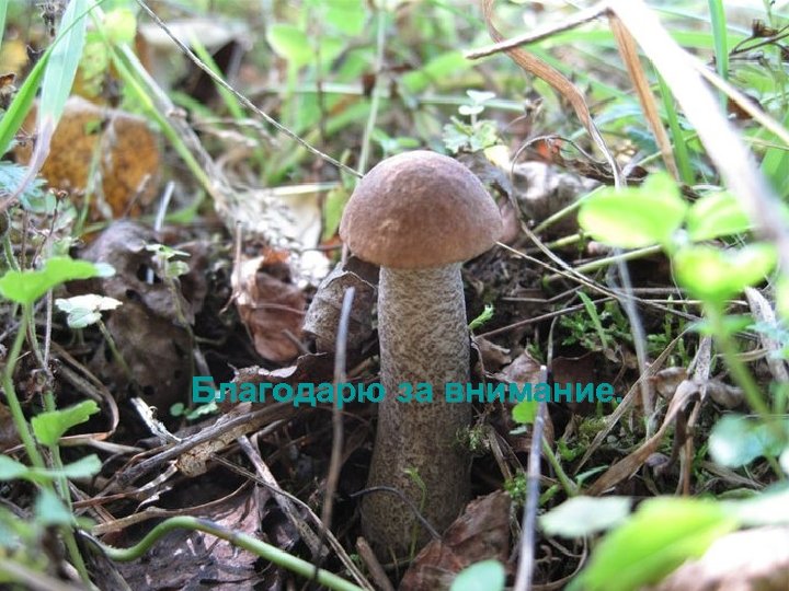 Благодарю за внимание. 