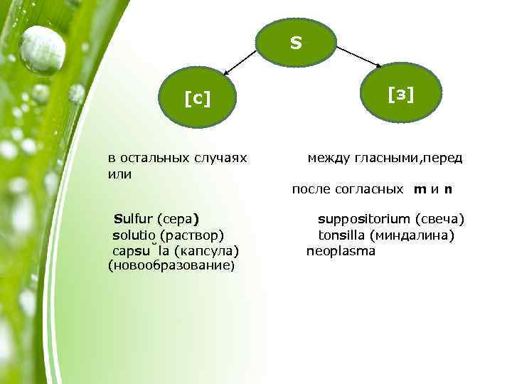 S [с] в остальных случаях или Sulfur (сера) solutio (раствор) capsu la (капсула) (новообразование)