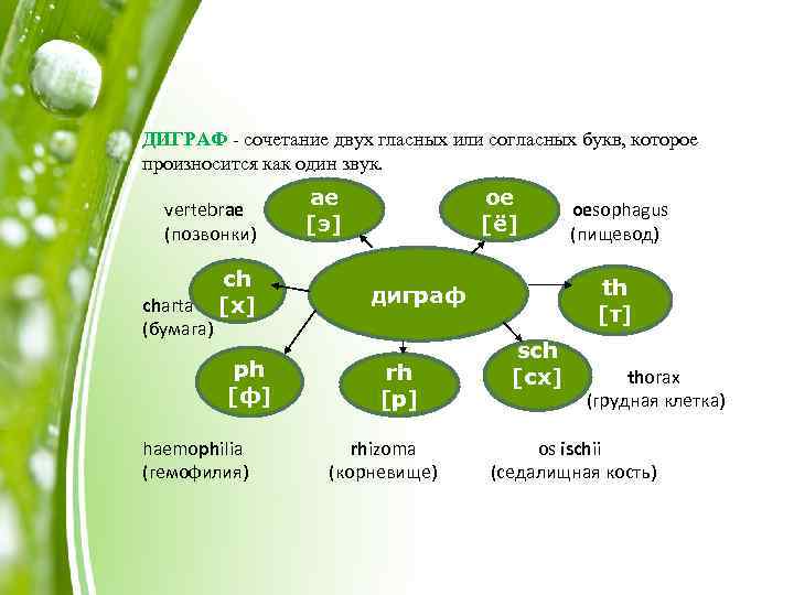 Сочетание 2 звуков. Дифтонги и Диграфы в латинском. Диграф Ch читается как. Согласные Диграфы в английском языке. Диграфы в латинском языке таблица.
