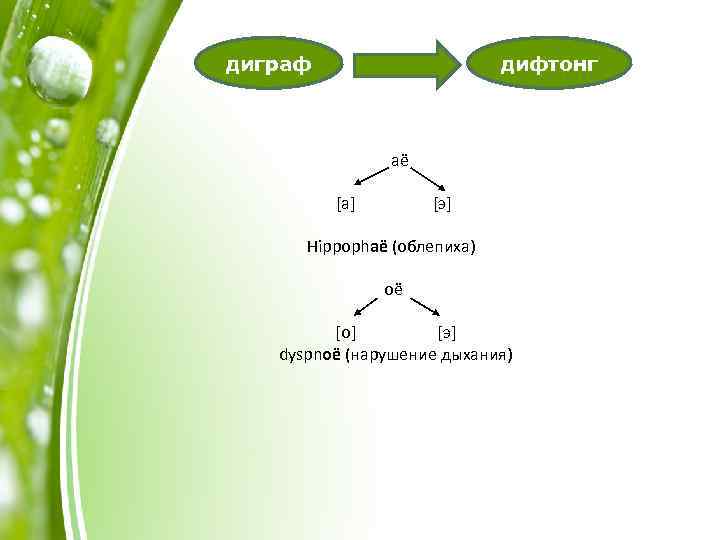 диграф дифтонг aë [а] [э] Hippophaë (облепиха) oë [о] [э] dyspnoë (нарушение дыхания) 