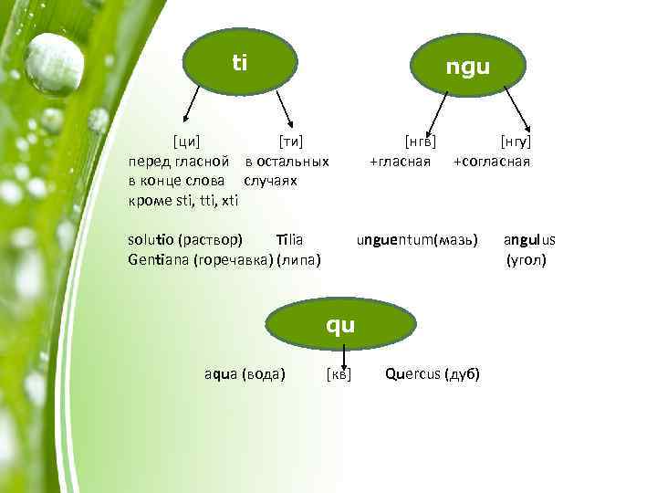 ti ngu [ци] [ти] перед гласной в остальных в конце слова случаях кроме sti,