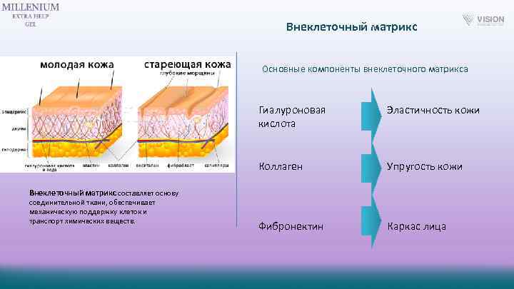 Внеклеточный матрикс Основные компоненты внеклеточного матрикса Гиалуроновая кислота Эластичность кожи Коллаген Упругость кожи Фибронектин