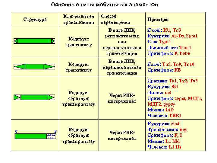 Основные типы мобильных элементов Структура Ключевой ген транспозиции Способ перемещения Примеры Кодирует транспозазу В