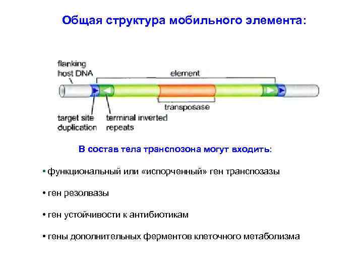 Общая структура мобильного элемента: В состав тела транспозона могут входить: • функциональный или «испорченный»