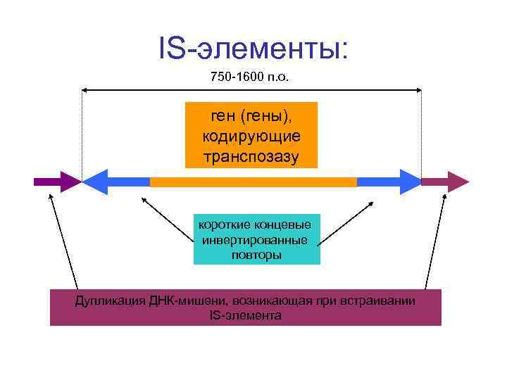 IS-элементы: 750 -1600 п. о. ген (гены), кодирующие транспозазу короткие концевые инвертированные повторы Дупликация