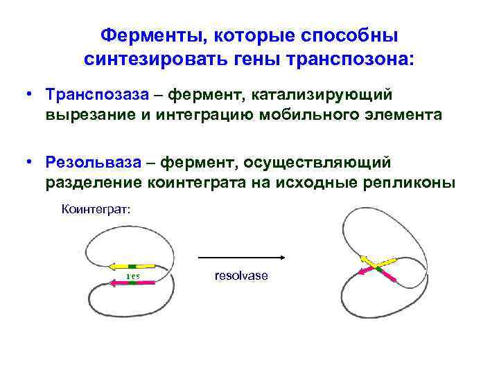 Ферменты, которые способны синтезировать гены транспозона: • Транспозаза – фермент, катализирующий вырезание и интеграцию