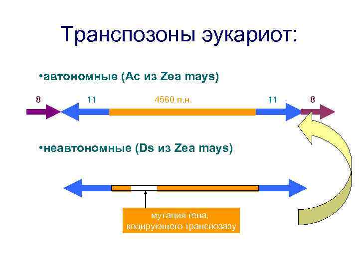Транспозоны эукариот: • автономные (Ac из Zea mays) 8 11 4560 п. н. •