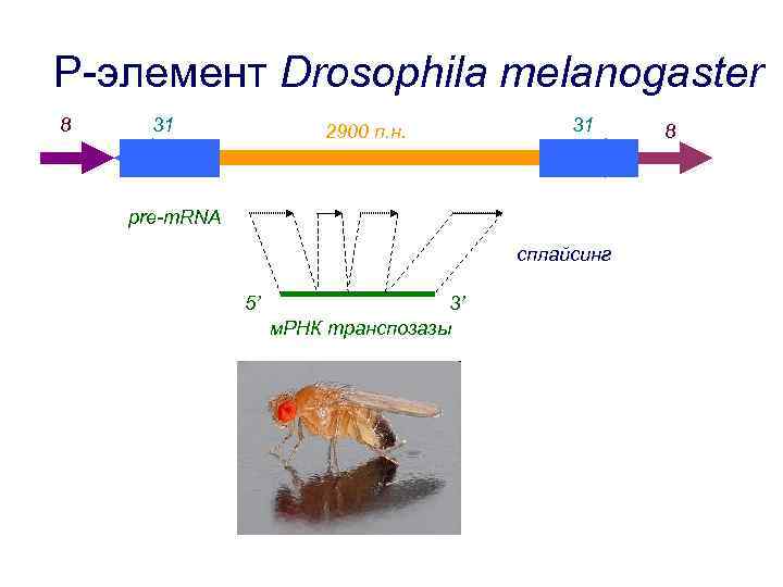 P-элемент Drosophila melanogaster 8 31 2900 п. н. 31 pre-m. RNA сплайсинг 5’ 3’