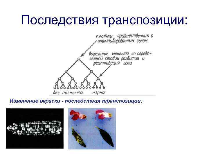 Последствия транспозиции: Изменение окраски - последствия транспозиции: 