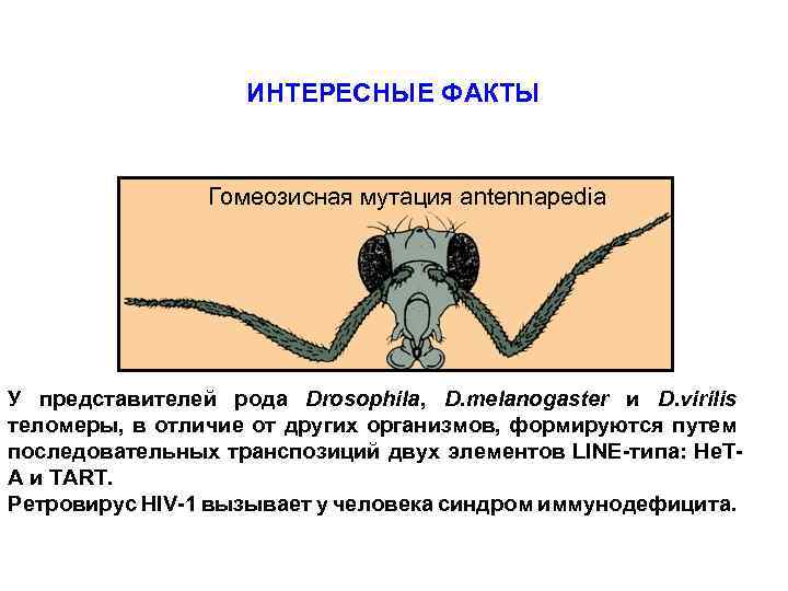 ИНТЕРЕСНЫЕ ФАКТЫ Гомеозисная мутация antennapedia У представителей рода Drosophila, D. melanogaster и D. virilis