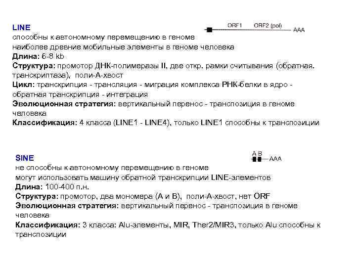 LINE способны к автономному перемещению в геноме наиболее древние мобильные элементы в геноме человека