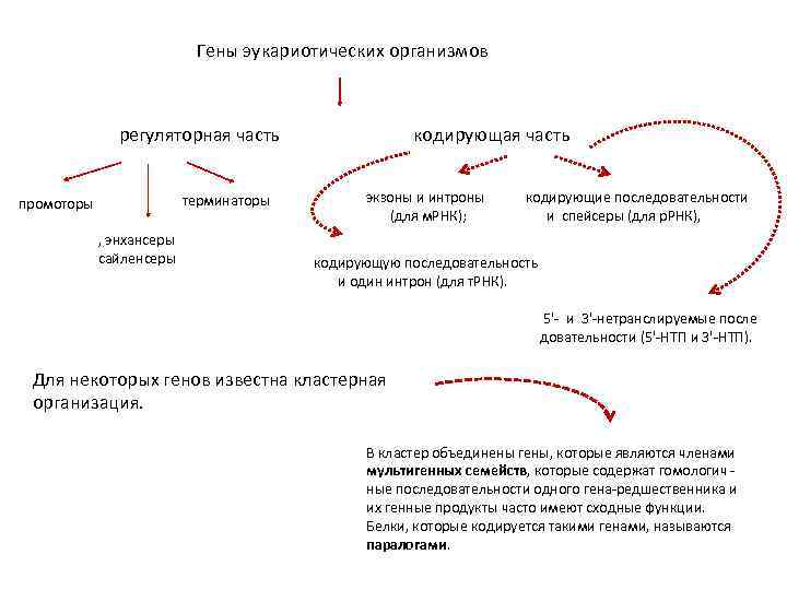 Гены эукариотических организмов регуляторная часть кодирующая часть промоторы терминаторы , энхансеры сайленсеры экзоны и