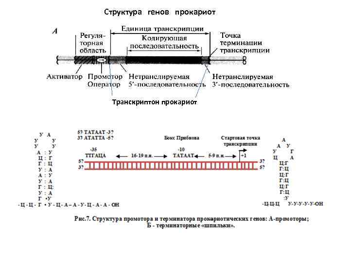 Структура генов прокариот Транскриптон прокариот 