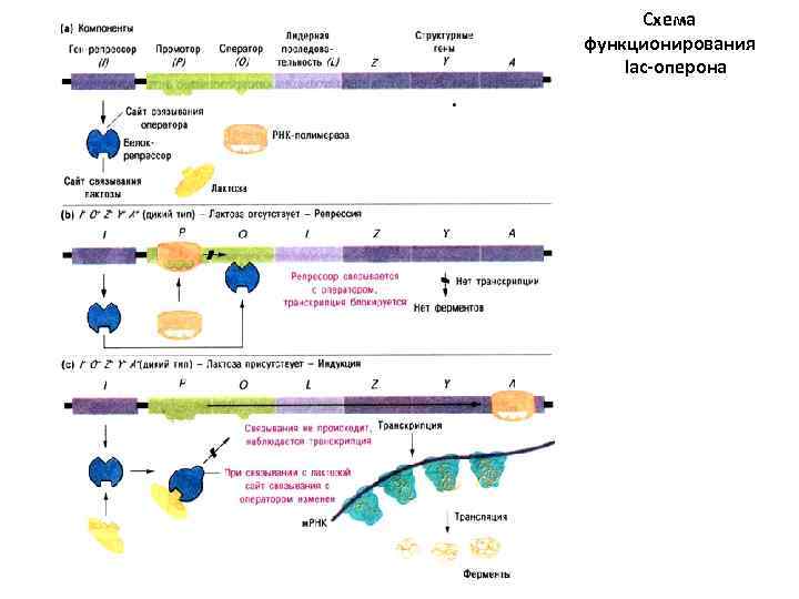  Схема функционирования lac-оперона 
