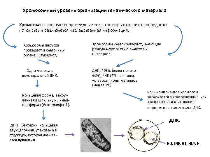 Хромосомный уровень организации генетического материала Хромосомы - это нуклеопротеидные тела, в которых хранится, передается