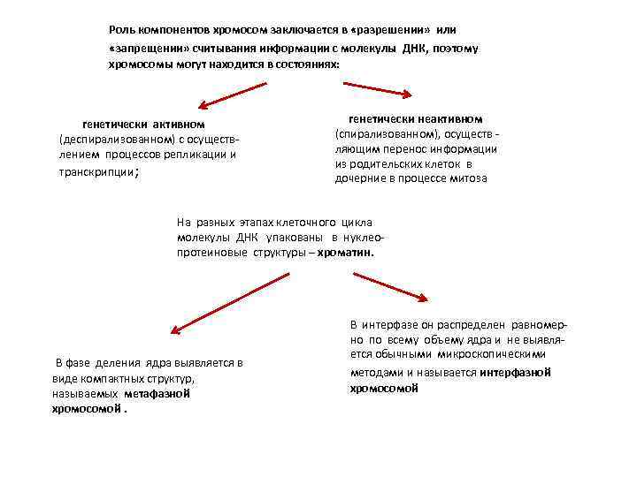 Роль компонентов хромосом заключается в «разрешении» или «запрещении» считывания информации с молекулы ДНК, поэтому