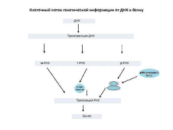 Схема переноса генетической информации в клетке