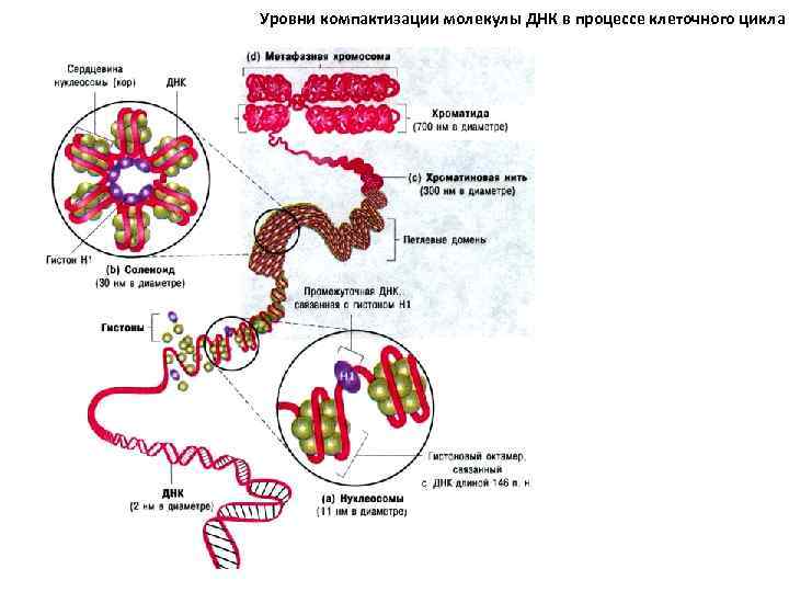 Уровни компактизации молекулы ДНК в процессе клеточного цикла 